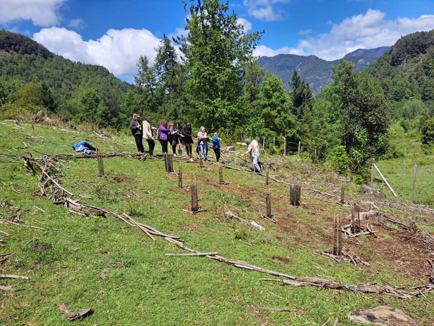 Inician en terreno proyecto de restauración del bosque nativo
