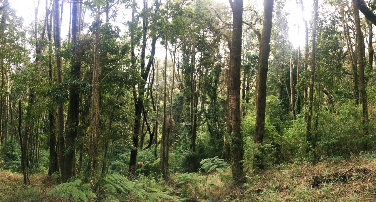 Beneficio Bosque Nativo